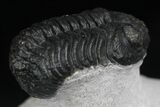 Cute Phacops Trilobite - Mrakib, Morocco #27339-3